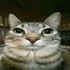 syaz_zays