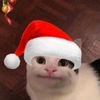 christmas_cat00