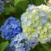 flower_0731_