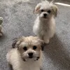 poppy_and_peach_