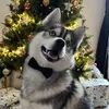 ninolepomsky