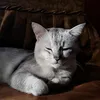 makothecatto