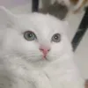 vince.albert1