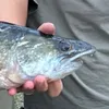viennadsfishing