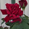 rose19383