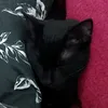 boehsekitty7