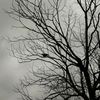 noirlines37