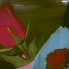 papula.xan33