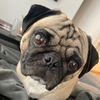 carlos_de_pugdog