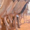 ابل بني حسين🐪