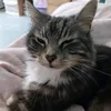 mint_cheese1