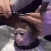 mamaco.do.cabelo
