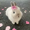 .cool.raspberry.1