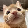 chidri0