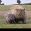 wombat9689