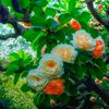 shahidul.islam7506