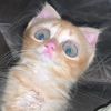 cmiw.cmew
