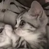 dng.t.ti7