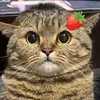 meow_strawberry123