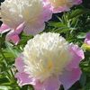 flowers.lover349