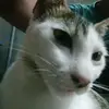 lapetbro12