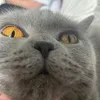 jokervr_official