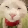 laxiaak