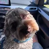 the.dog.pepper