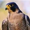 zaidalramahy5