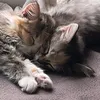 meowy033