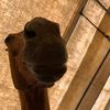 thatoneequestriankid