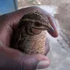 wycliffeongudu