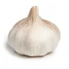 garlic_33