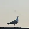 djipls
