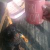 mombossdiaries2