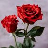 mohammad.a3924