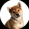 Kimi the Shiba Inu