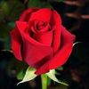 suriya.akter86