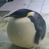 miaw_miaw690