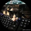 intheking74