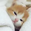 nicutie_