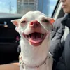 FANS CHIHUAHUA