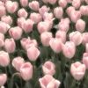 nour03099