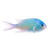 never_the_goldfish1
