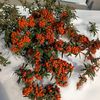 gulay_850