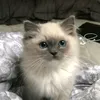 brownnice_8845