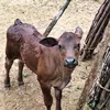 zoo.anime2