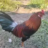 thuann6868