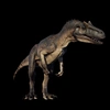 averageallosaurus