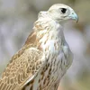 اياد